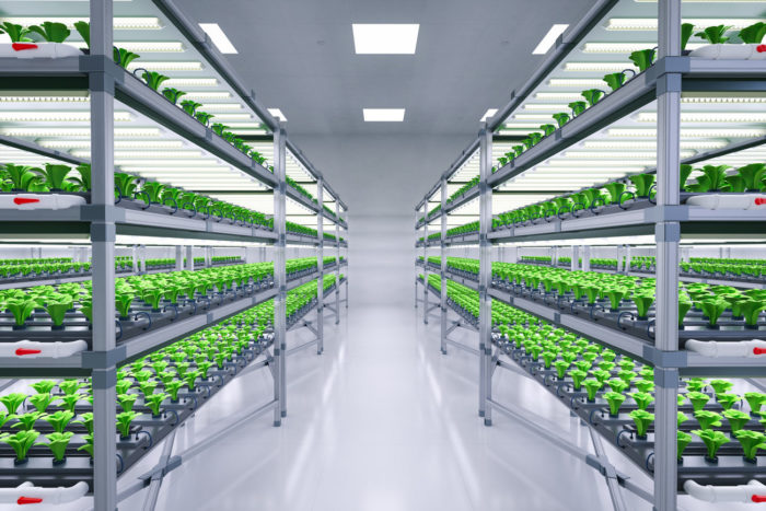 Agriculture Technology With Indoor Farm System Raised Plants, Vertical Indoor Farming