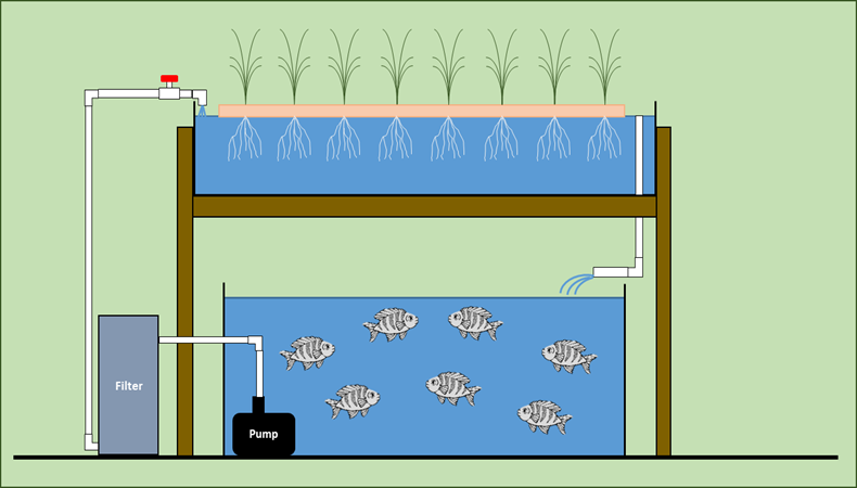 diagram of a deep water system with plants suspend, aquaponics
