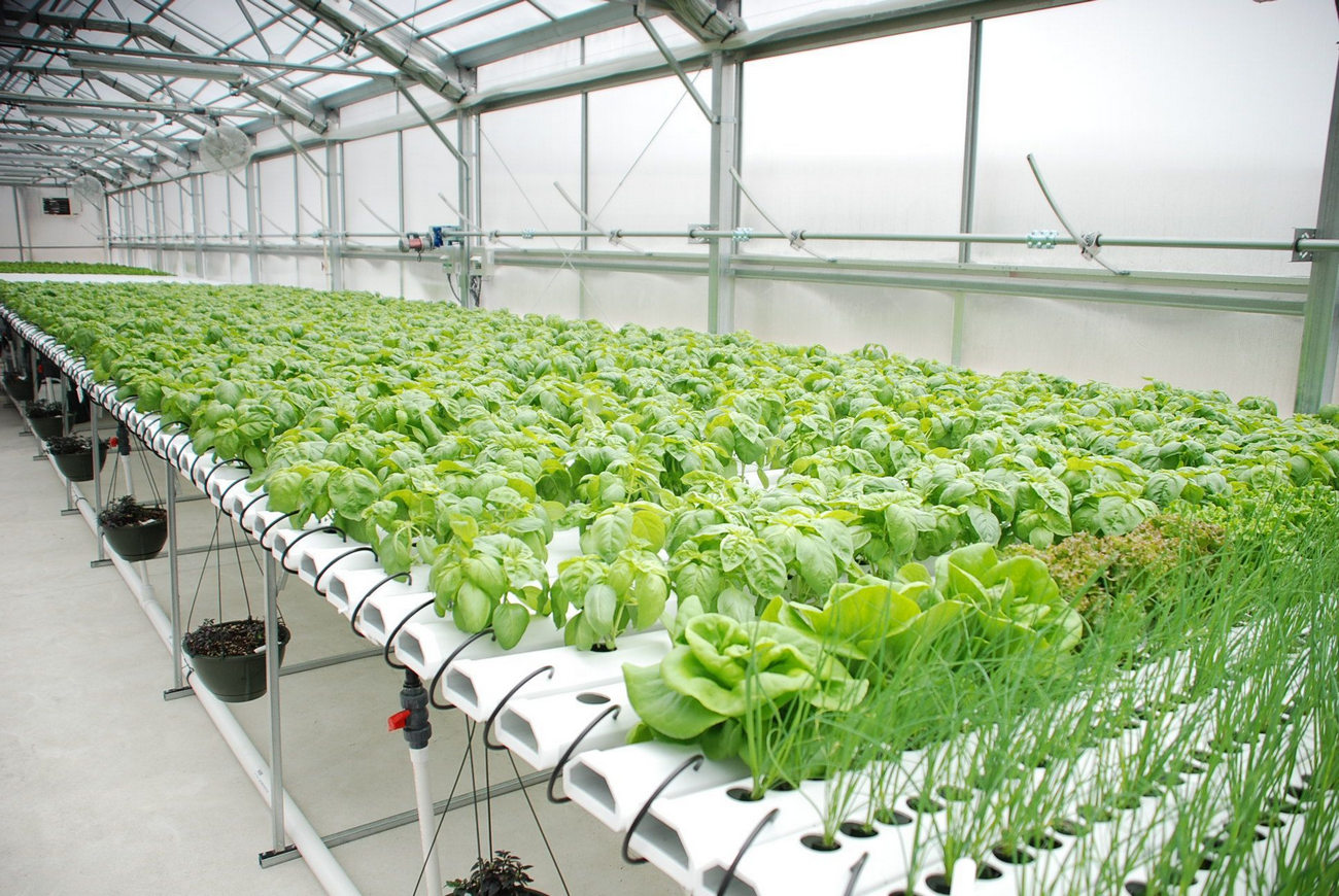 an example of hydroponic system
