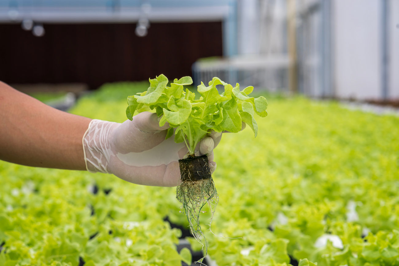 Concept Of Agricultural Business, Farmer Harvesting Fresh Hydroponic Vegetable In Hands, Indoor Cultivation