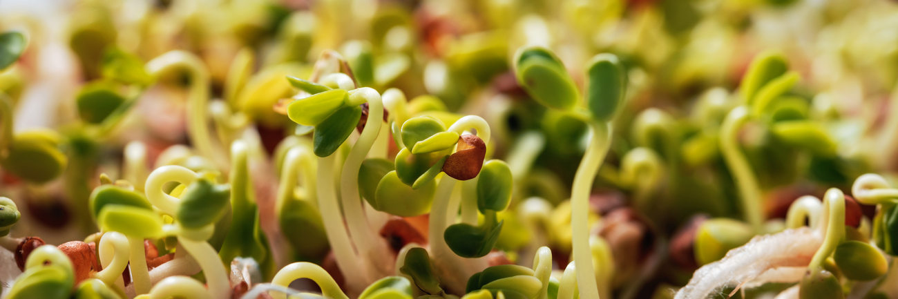 Microgreens Background, Micro Green For Sale, Vitamins From Nature, Fresh