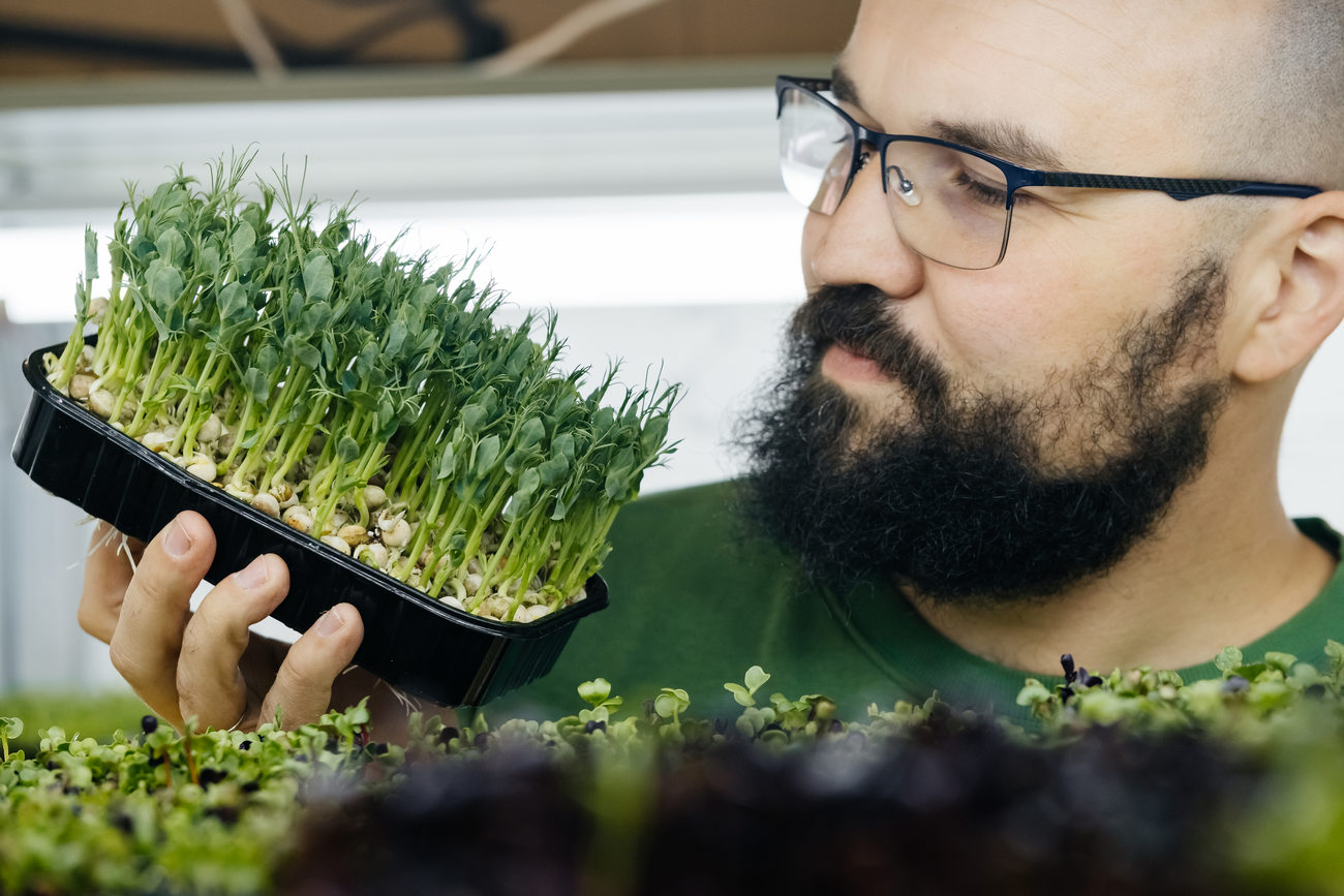 Young Male Farmer Growing Microgreens On His Indoor Vertical Garden