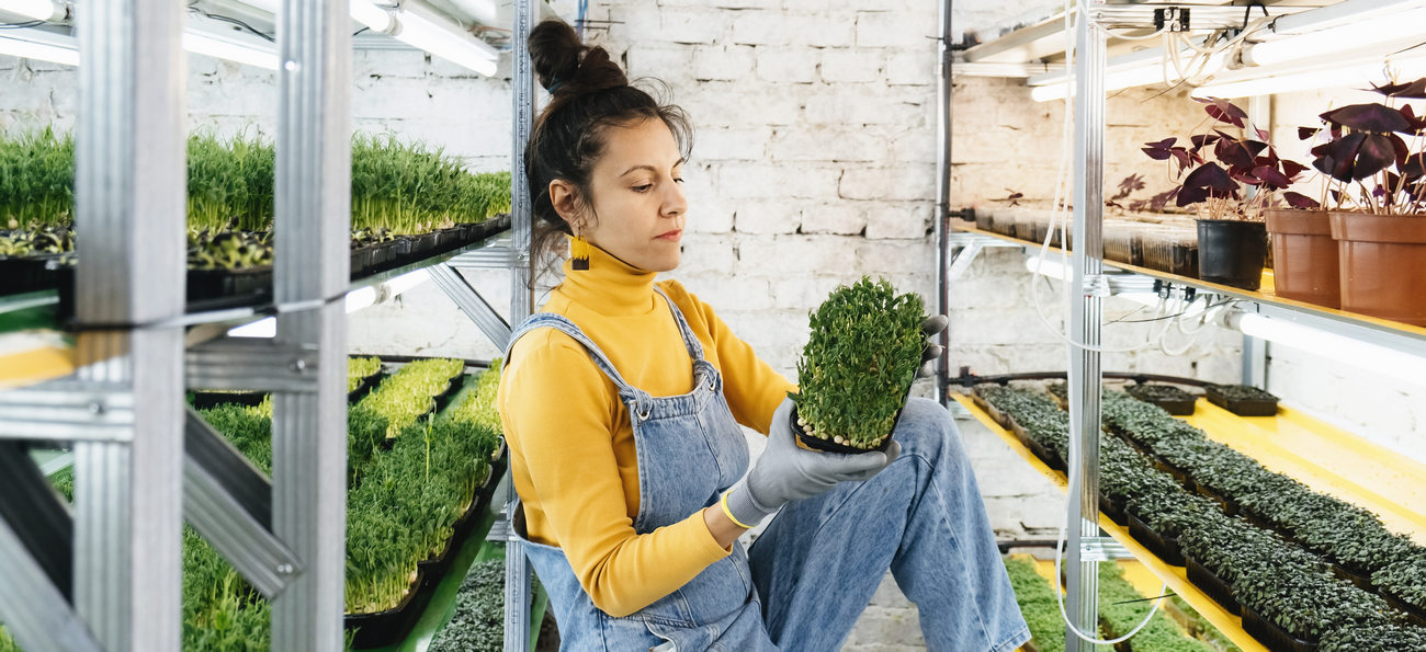 Young Female Farmer Growing Microgreens On Her Indoor Vertical Garden