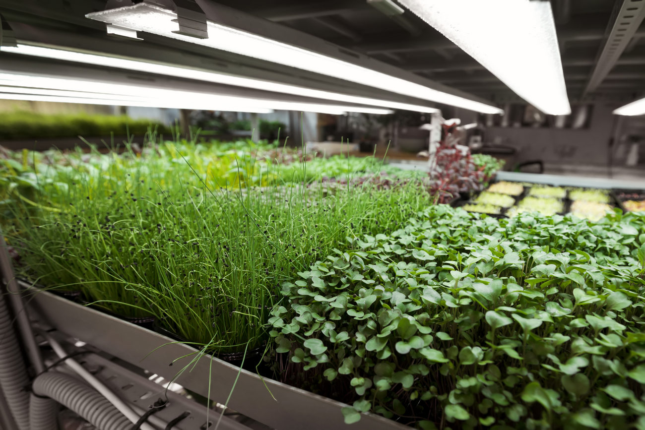 Shelves With Different Types Of Microgreens In A Greenhouse, 3 Types of Growing Systems in Vertical Farming
