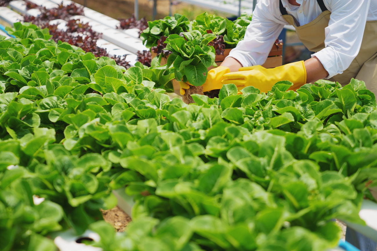 Fresh Vegetable Hydroponic System, Organic Vegetables Salad Growing Garden Hydroponic Vertical Farming
