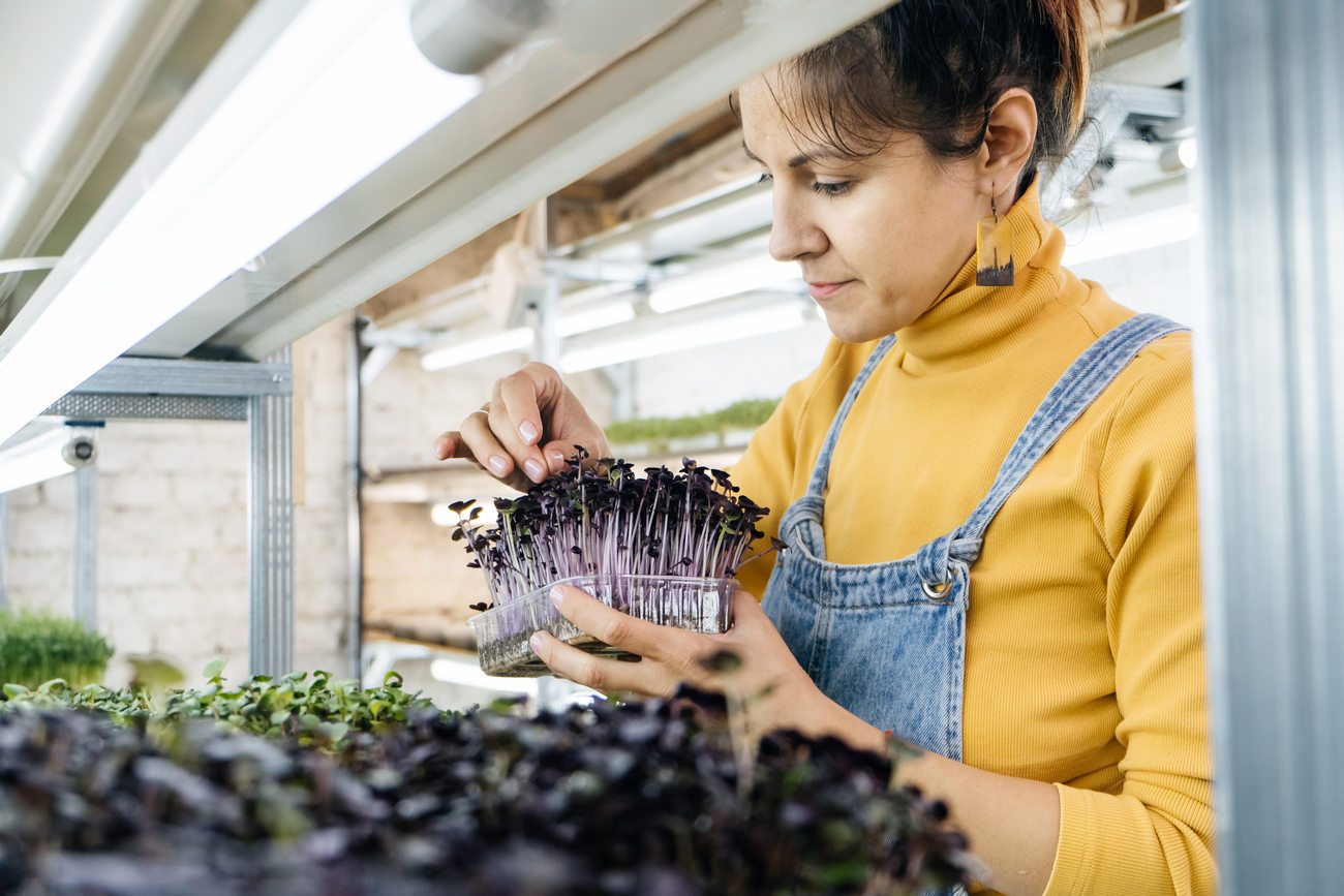 Young Female Farmer Growing Microgreens On Her Indoor Vertical Garden, 3 Types of Growing Systems in Vertical Farming