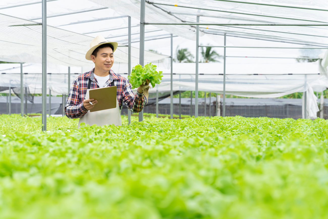 Asian Man Picking Vegetables Happy Inspecting Your Own Hydroponic Vegetable