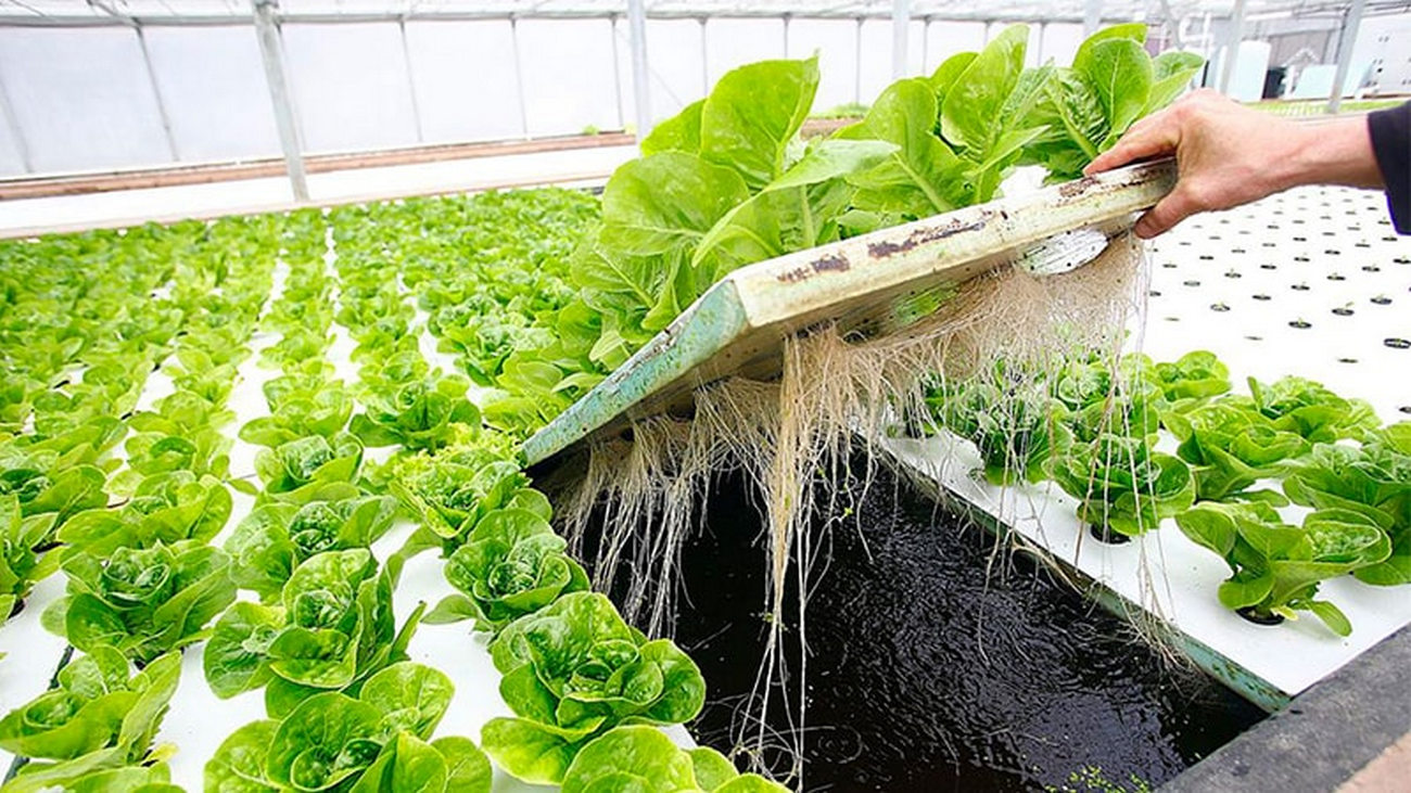a vertical farm worker inspects the plants