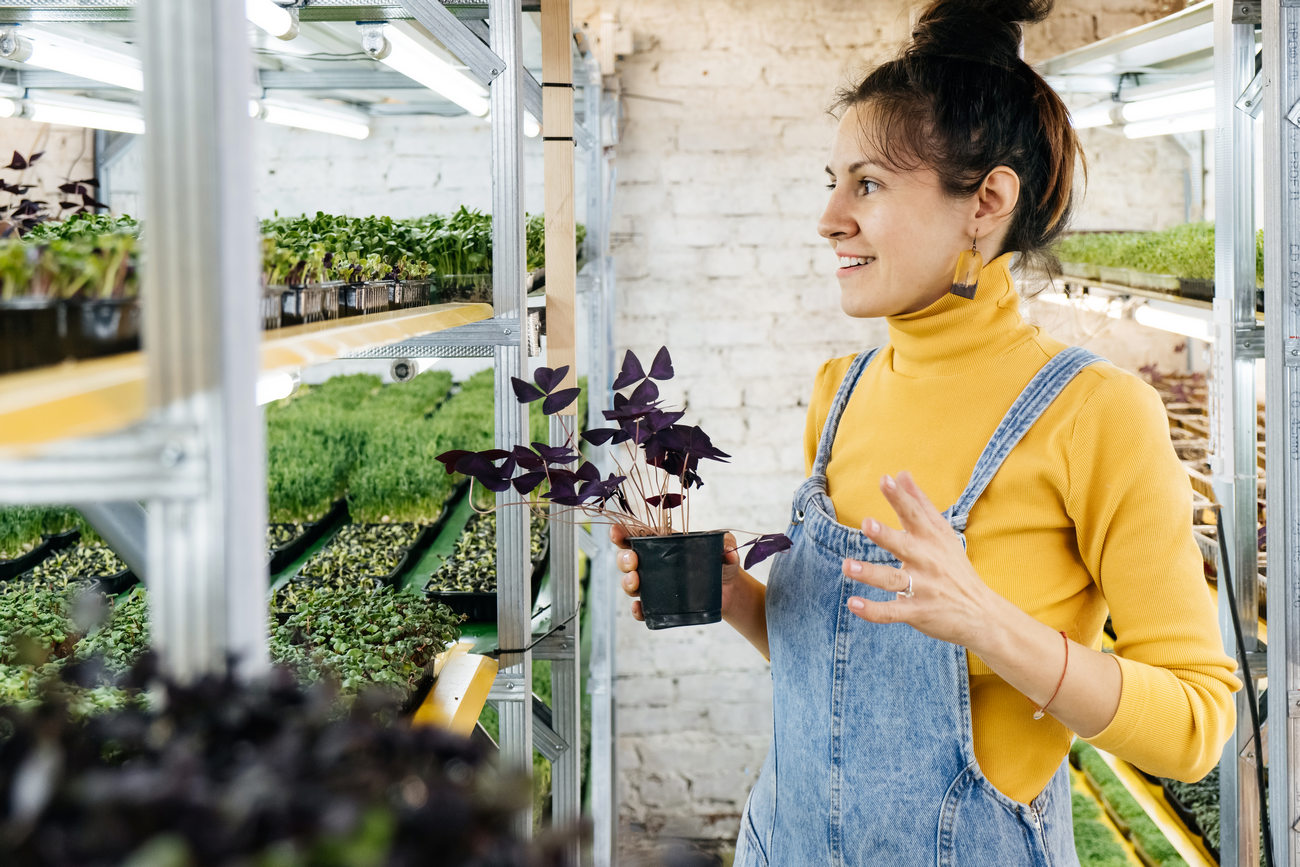 Young Female Farmer Growing Microgreens On Her Indoor Vertical Garden