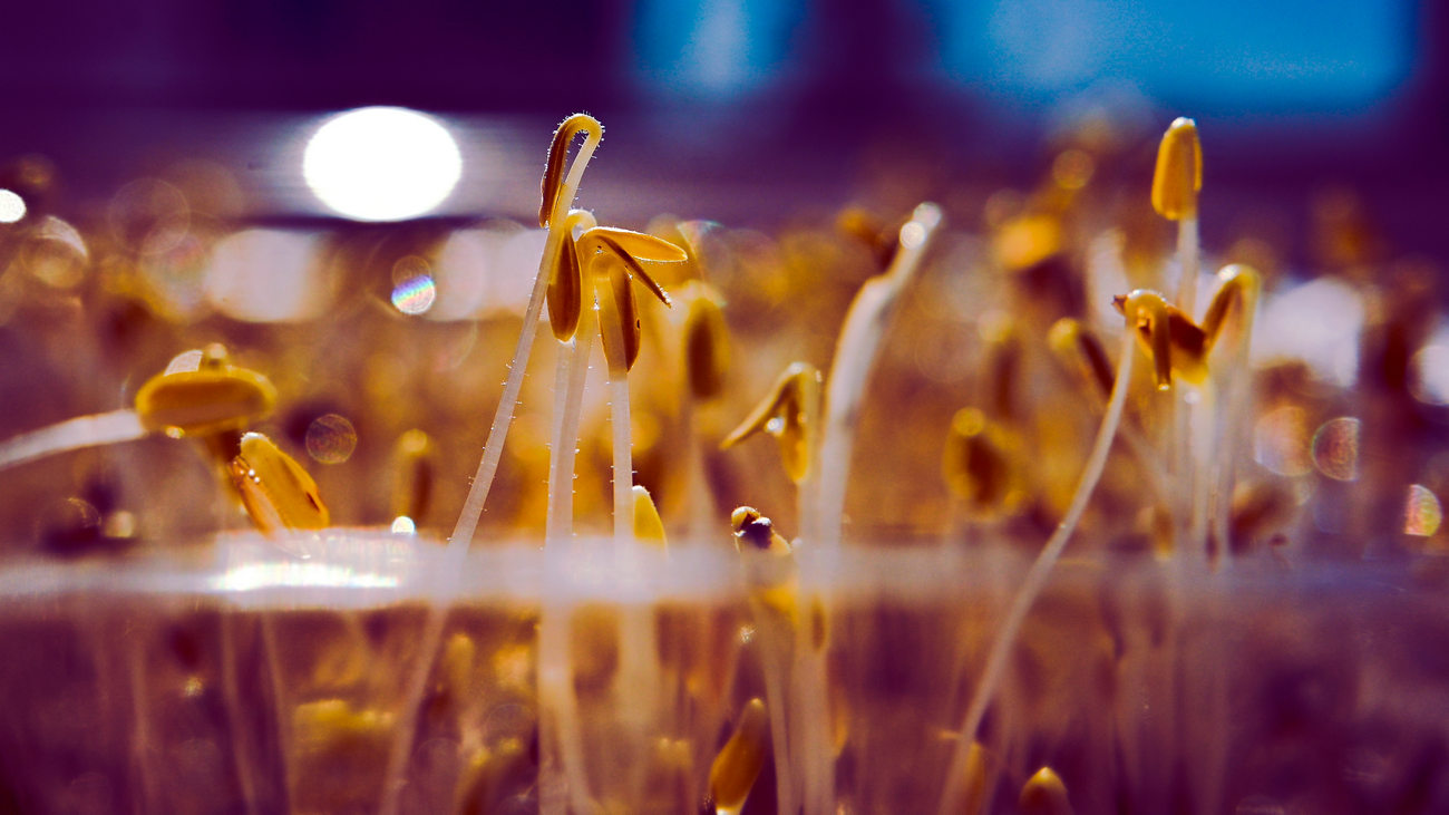 Close-up Of Microgreens, Home Grown Hydroponic Greens, Organic Food, Ecologicaly