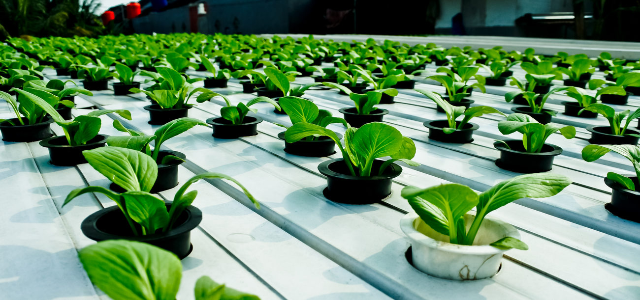 Vegetable Seeds Growing On A Hydroponic Farm